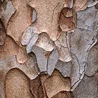 Кора сосны Кора сосны