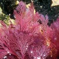 Красная водоросль Красная водоросль