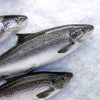 Океанический лосось для Omega 3 EPA NSP Океанический лосось для Omega 3 EPA NSP